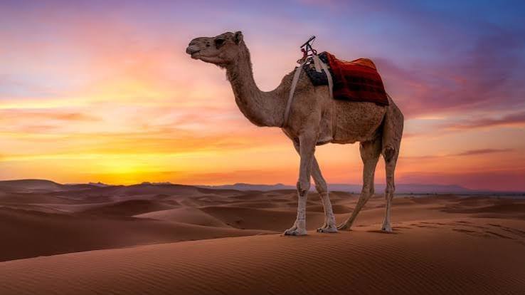 Camel ride in Dubai desert safari